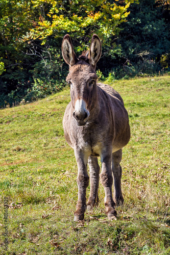 French countryside. Donkey on a field near Leoncel in the landscape of the Vercors, Drome, France