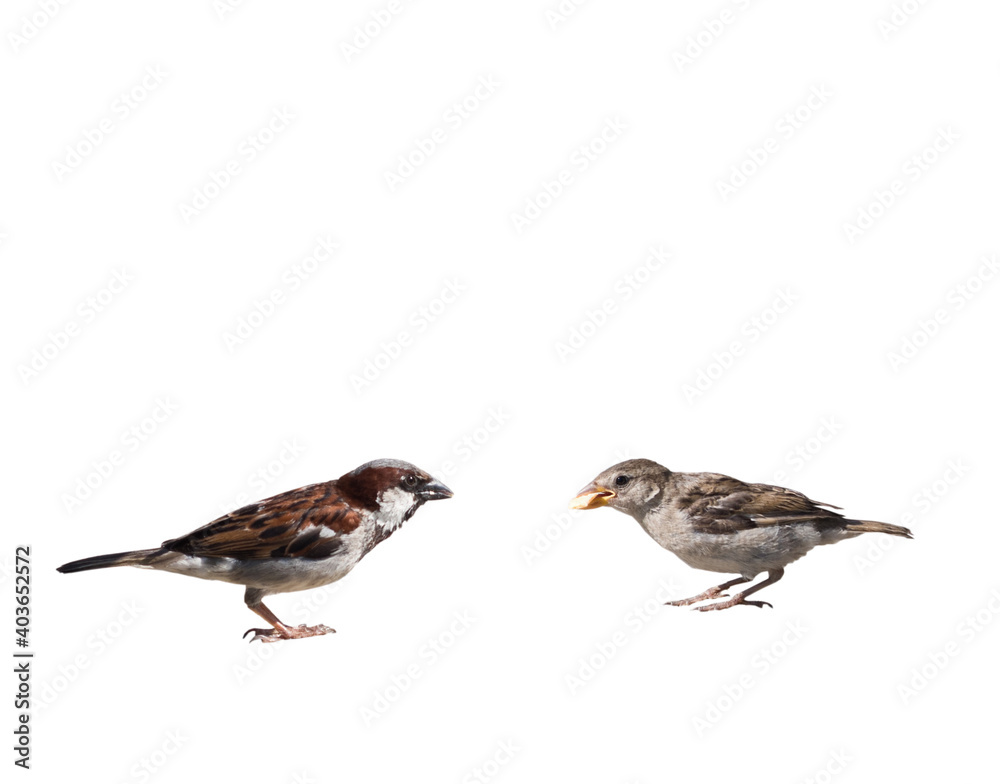two sparrows, isolated on white background