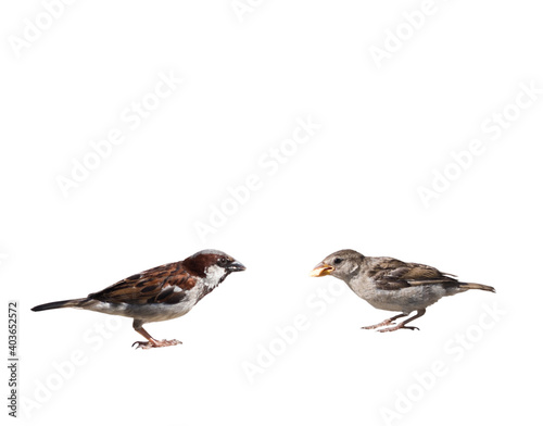 two sparrows, isolated on white background