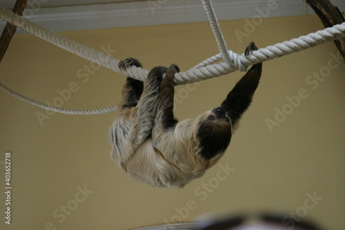Linnaeus's two-toed sloth (Choloepus didactylus), also known as the southern two-toed sloth, unau, or Linne's two-toed sloth hanging from a rope in its indoor enclosure in a zoo photo