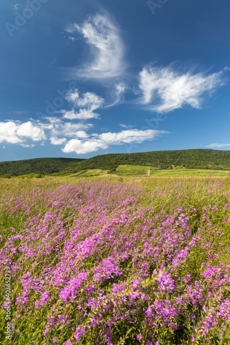 Blooming meadow in Tokaj region  Northern Hungary