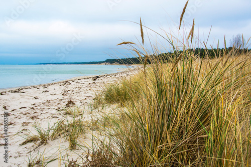 Fototapeta Naklejka Na Ścianę i Meble -  beach grass by the sea, beautiful landscape