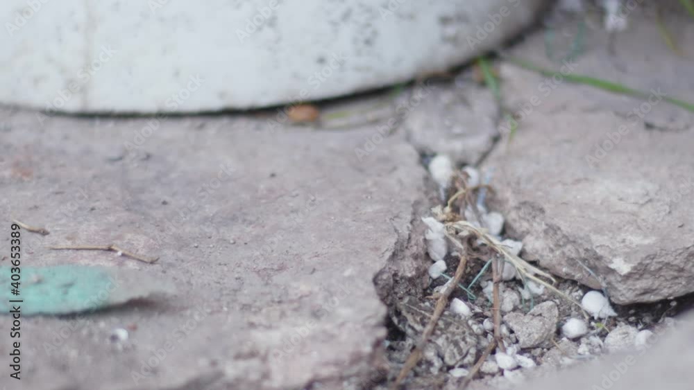 green toad sitting on stones and branches outside a house, big green eyes. Jump from falling debris. slow motion. green toad sitting on stones and branches outside a house, big green eyes. Jump from falling debris. slow motion.
