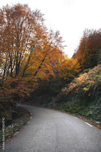 Beautiful colorful forest during autumn in Yosemite Park