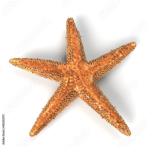 3D Illustration of a Star Fish