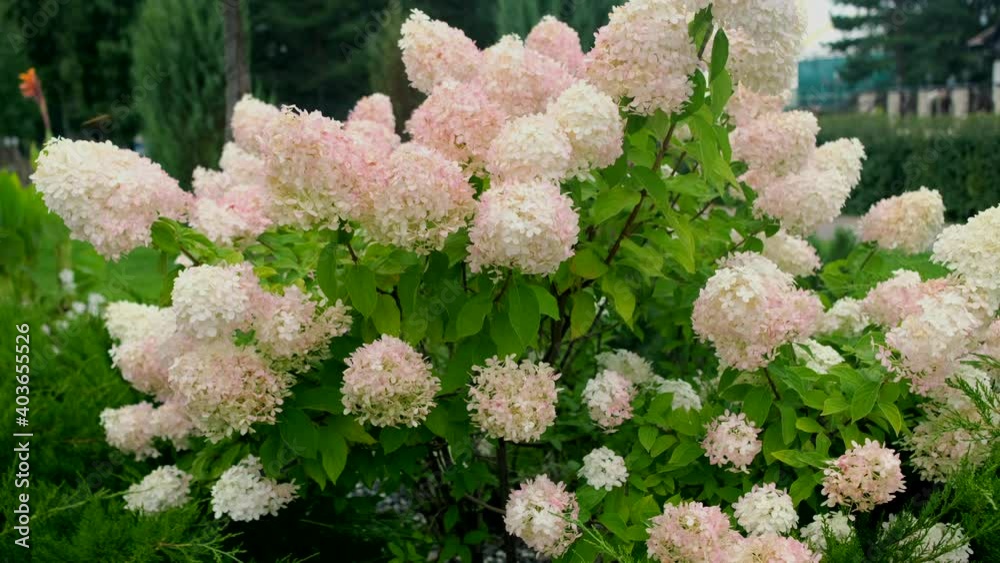 Blooming pink white lilac flower, trembling in the wind. Blooming pink white lilac flower, trembling in the wind.