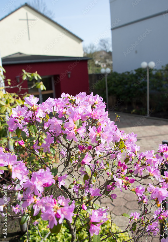 Blühender Rhododendron vor einer Kirchengemeinde in Kettwig Blühender Rhododendron vor einer Kirchengemeinde in Kettwig