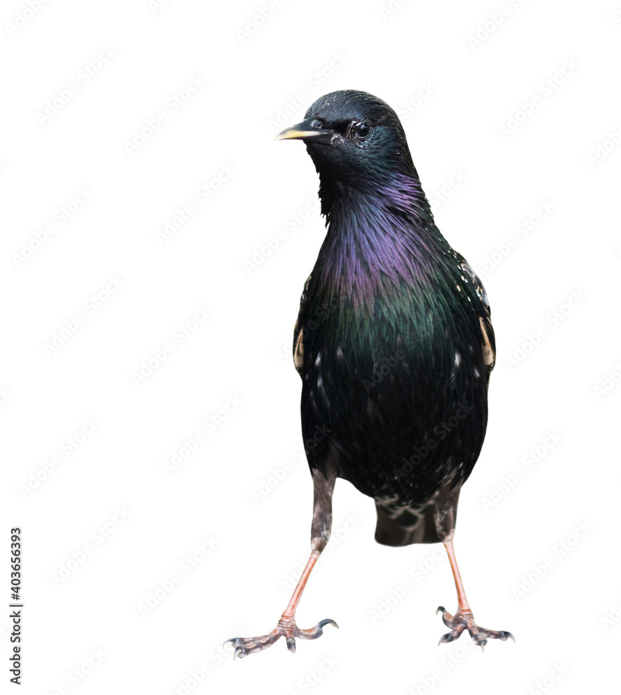 Obraz premium Birds. The common starling (Sturnus vulgaris), isolated on white background