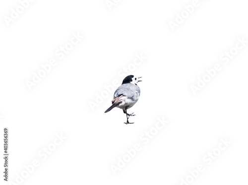 The white wagtail (Motacilla alba), isolated on white background 