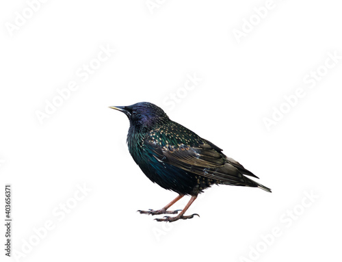 Bilde på lerret Birds