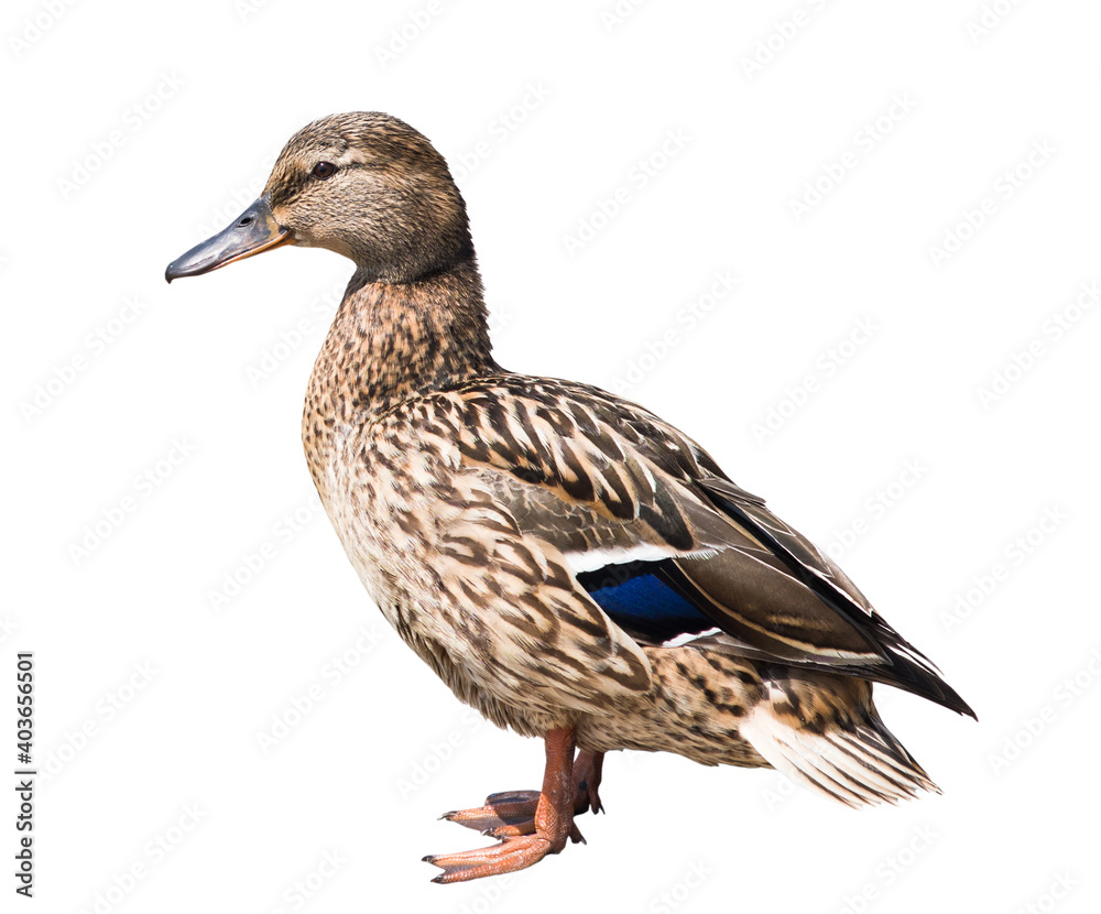 Birds. The mallard or wild duck (Anas platyrhynchos), isolated on white background Birds. The mallard or wild duck (Anas platyrhynchos), isolated on white background