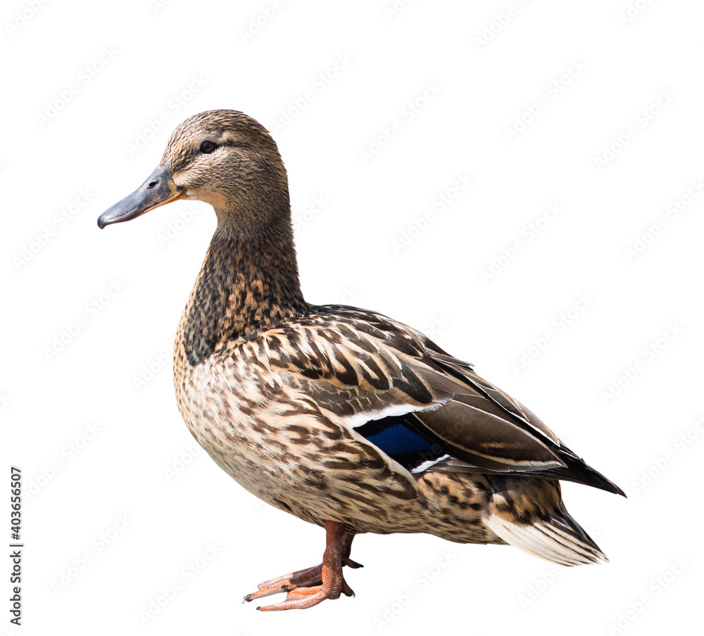 Birds. The mallard or wild duck (Anas platyrhynchos), isolated on white background Birds. The mallard or wild duck (Anas platyrhynchos), isolated on white background