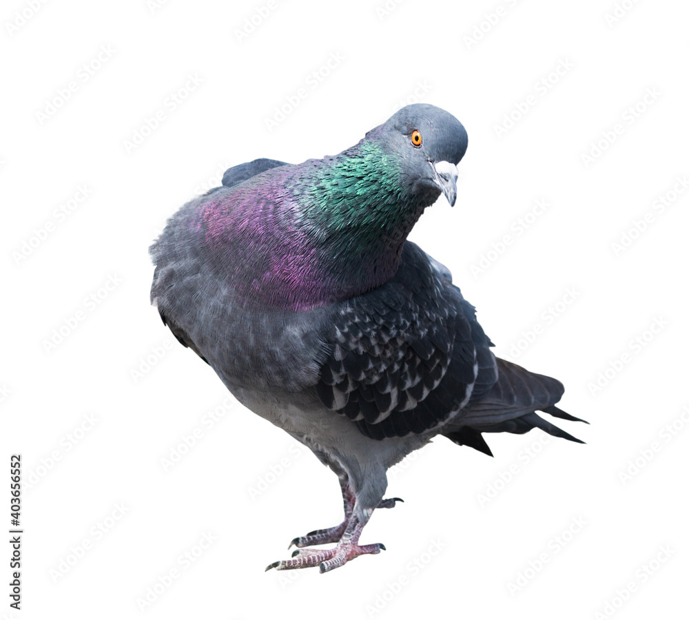 Birds. Curious pigeon, isolated on white background Birds. Curious pigeon, isolated on white background