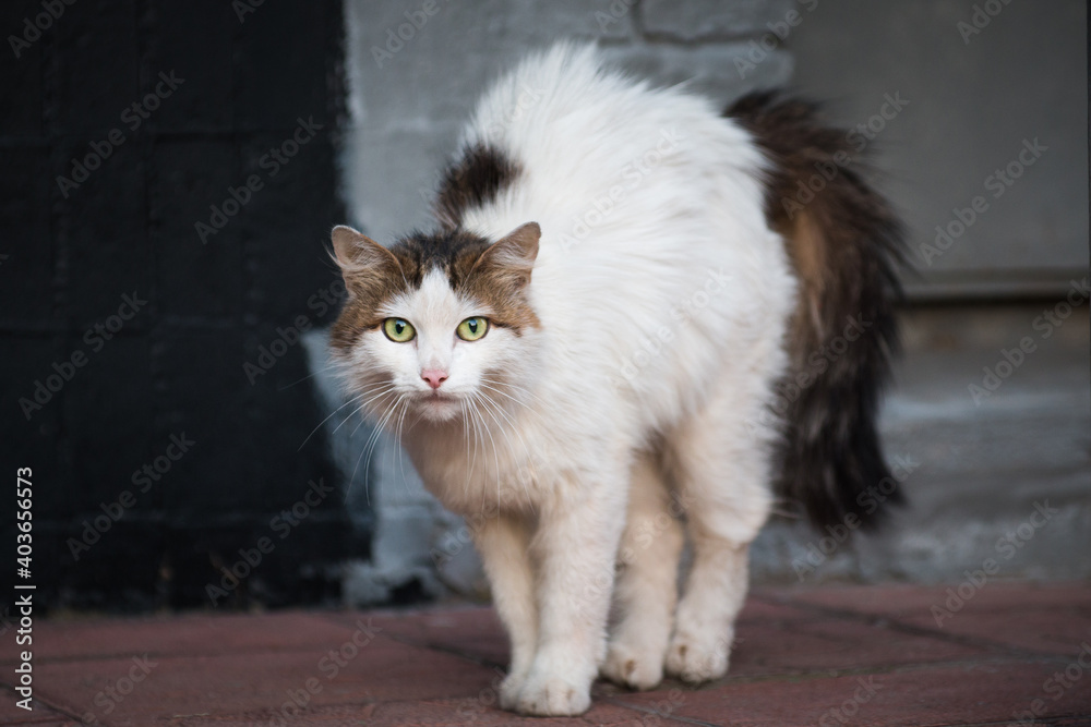Scared stray cat with arched back and hair standing out
