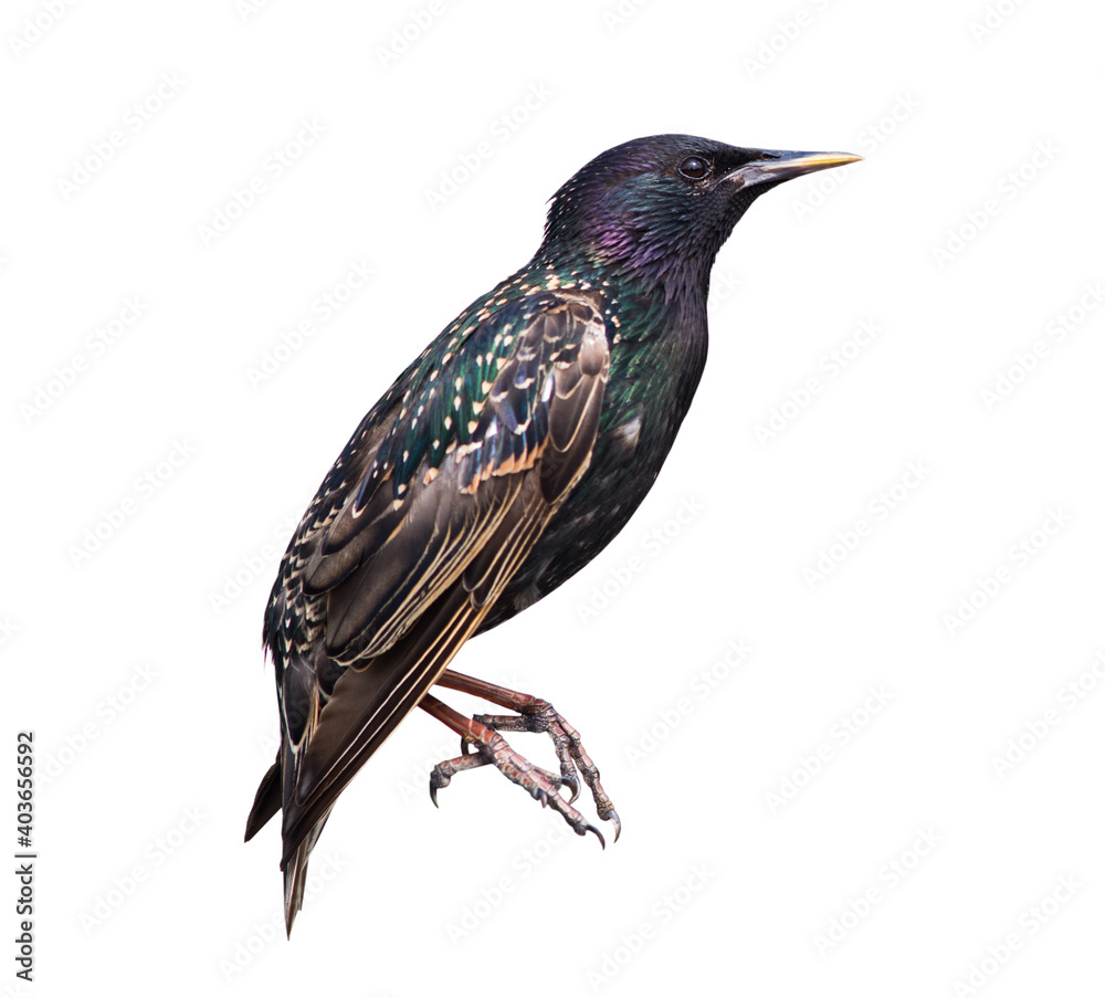 custom made wallpaper toronto digitalBirds. The common starling (Sturnus vulgaris), isolated on white background