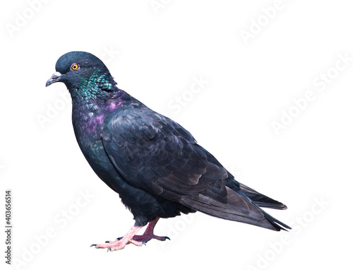Birds. Pigeon, isolated on white background