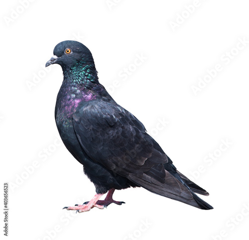 Birds. Pigeon, isolated on white background