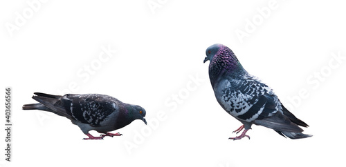 Birds. Two pigeons, isolated on white background