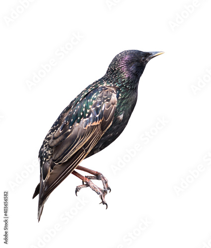 Birds. The common starling (Sturnus vulgaris), isolated on white background © E.O.