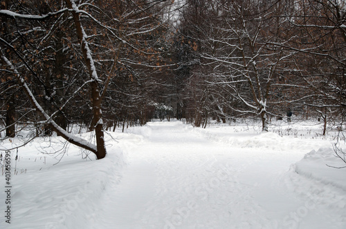 Winter panorama. Snow-covered paths in the park. Clear winter day.