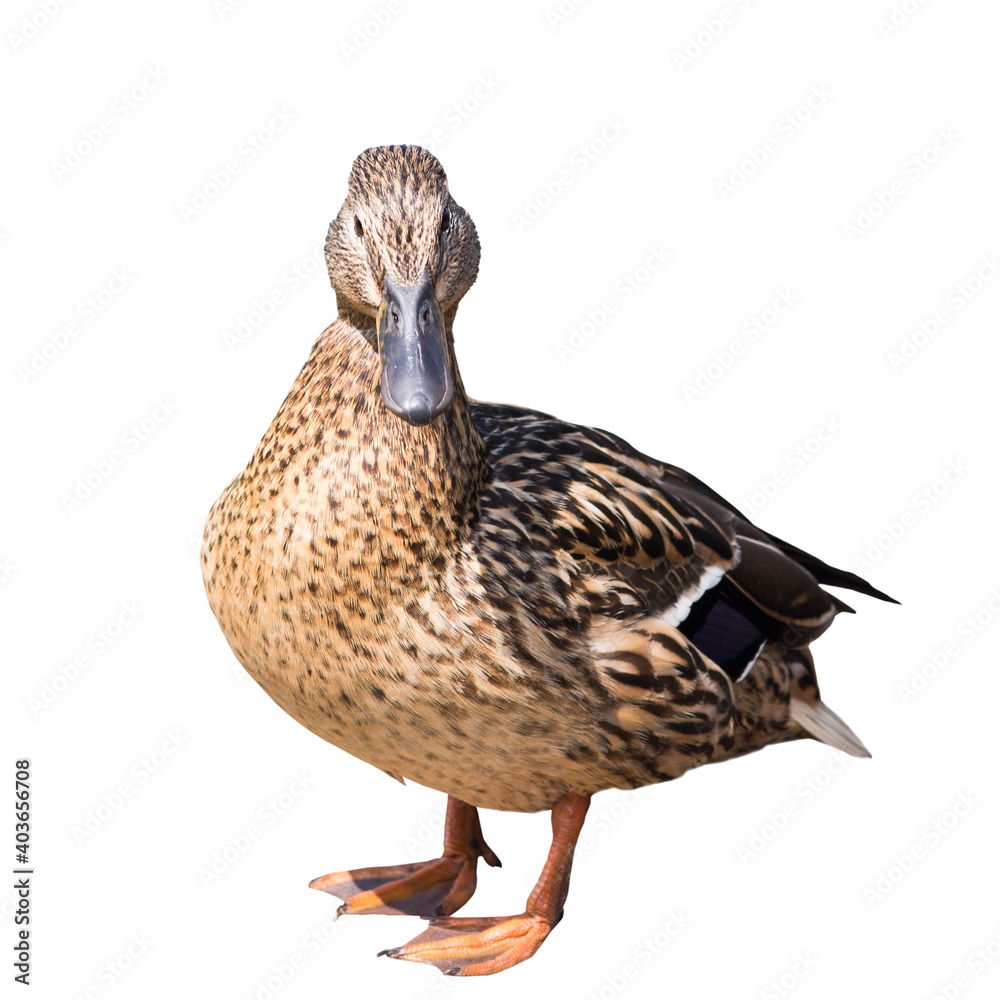 The mallard or wild duck (Anas platyrhynchos), isolated on white background The mallard or wild duck (Anas platyrhynchos), isolated on white background
