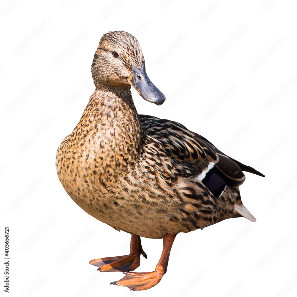 The mallard or wild duck (Anas platyrhynchos), isolated on white background The mallard or wild duck (Anas platyrhynchos), isolated on white background