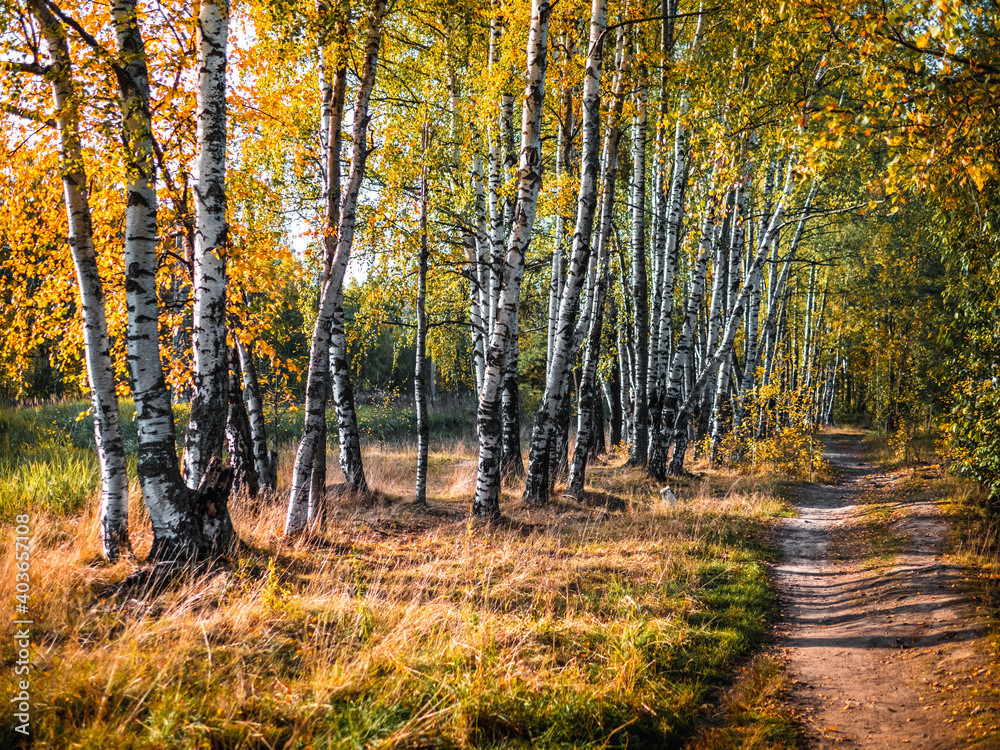 Fototapeta premium autumn in the forest