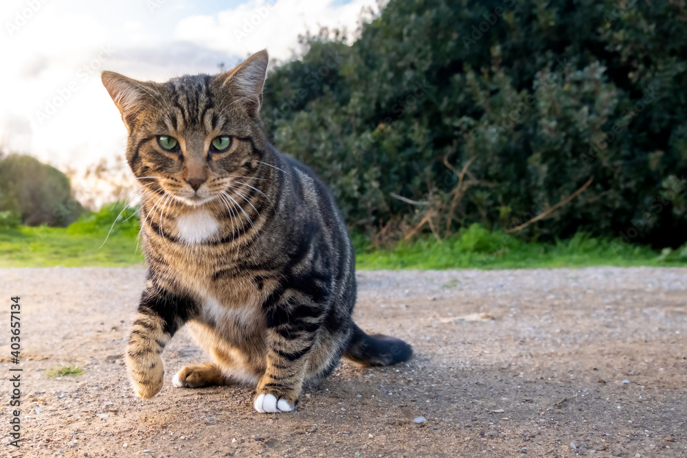 Obraz premium Homeless gtabby cat in the garden among green bushes. Caring for stray animals. Concept for veterinary clinics and pet stores