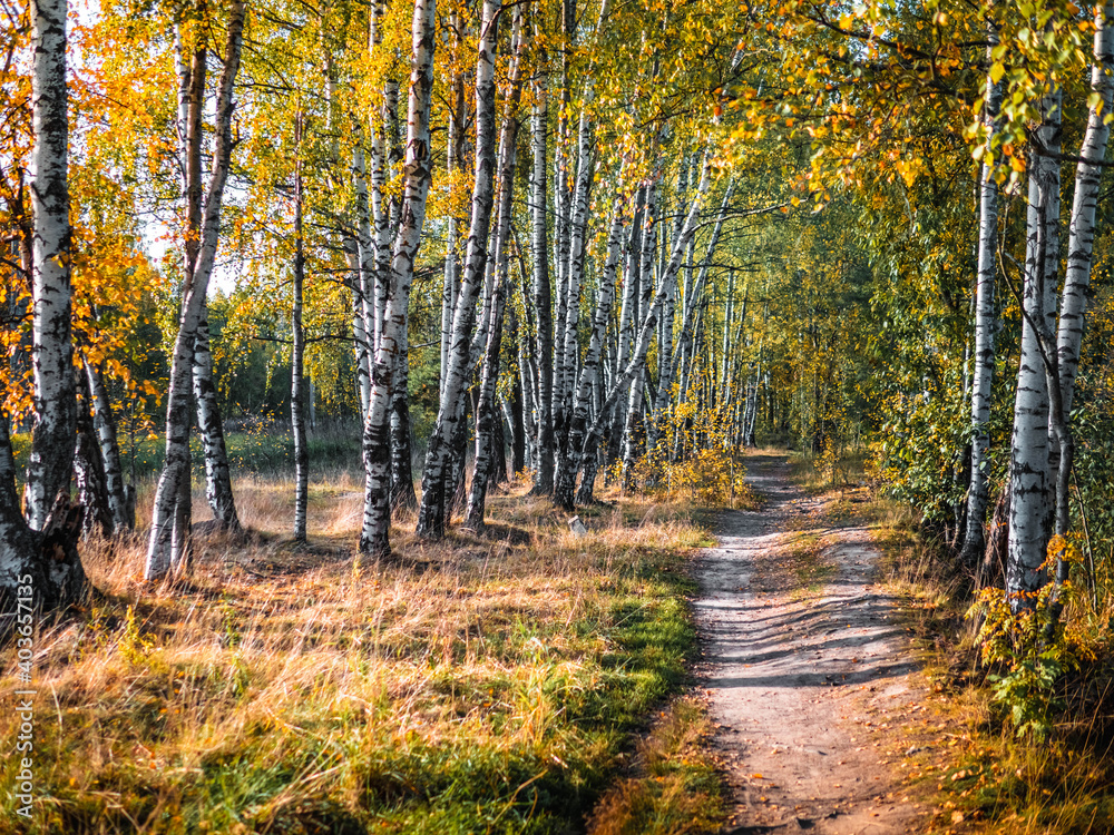 Obraz premium autumn in the forest