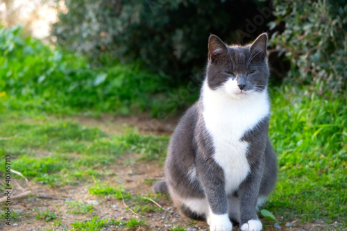 Homeless gray and white cat with closed eyes in the garden among green bushes. Caring for stray animals. Concept for veterinary clinics and pet stores