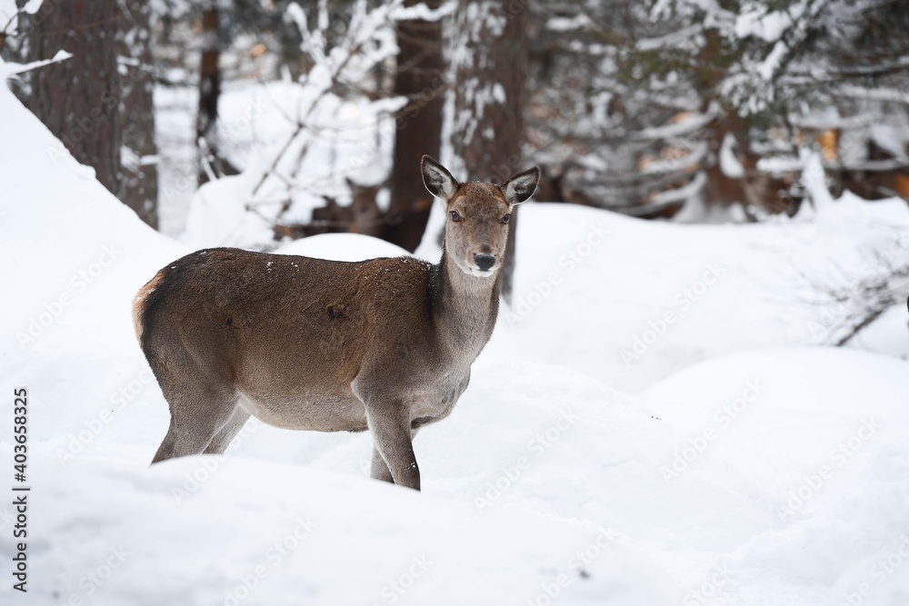 Fototapeta premium CORTINA D'AMPEZZO DOLOMITI ITALIA