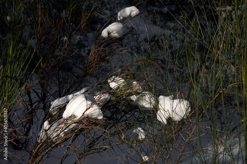 The snow-covered stream of Sestil del Maíllo in Puerto de Canencia. Sierra de Guadarrama National Park. Madrid's community. Spain