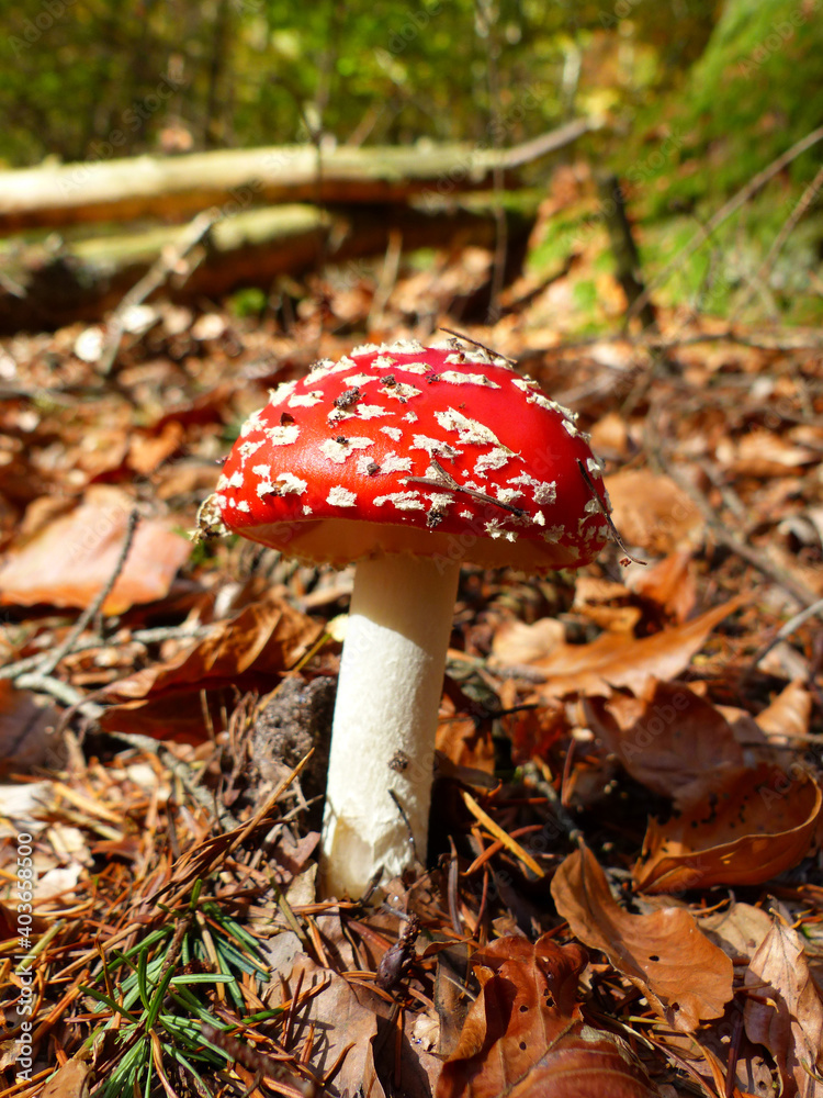 Fly Agaric, Amanita Muscaria