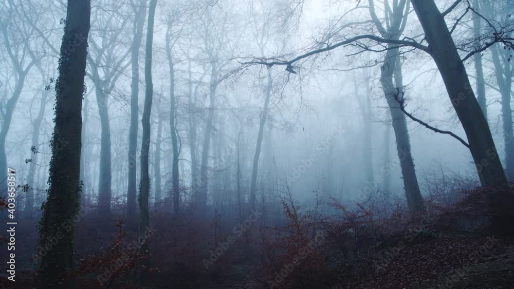 Foggy woods in thick fog weather conditions, with bare winter trees in a mysterious atmosheric woodlands and scary haunted forest, beautiful blue nature landscape scenery in England, UK Foggy woods in thick fog weather conditions, with bare winter trees in a mysterious atmosheric woodlands and scary haunted forest, beautiful blue nature landscape scenery in England, UK