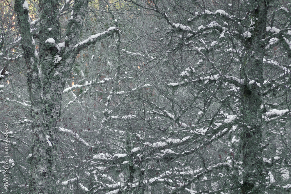 Fototapeta premium The snow-covered stream of Sestil del Maíllo in Puerto de Canencia. Sierra de Guadarrama National Park. Madrid's community. Spain