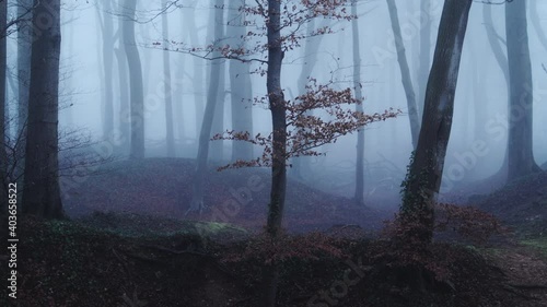 Foggy woods in thick fog weather conditions, with bare winter trees in a mysterious atmosheric woodlands and scary haunted forest, beautiful nature background in England, UK photo