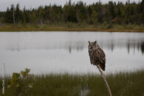 Barn Owl