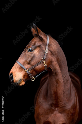 Beautiful chestnut brown horse mare stallion isolated on black background. Elegant portrait of a beautiful animal. © Eliška