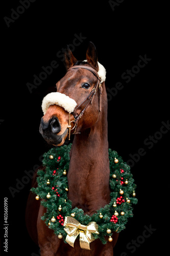 Beautiful chestnut brown horse mare stallion isolated on black background with christmas wreath. Elegant portrait of a beautiful animal. © Eliška