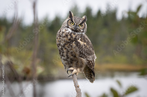 Barn Owl