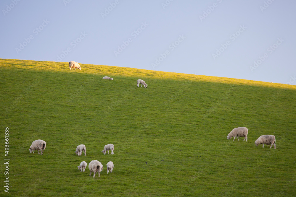 sheeps in the field eating grass