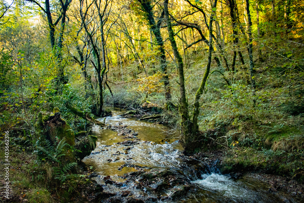 stream in the forest