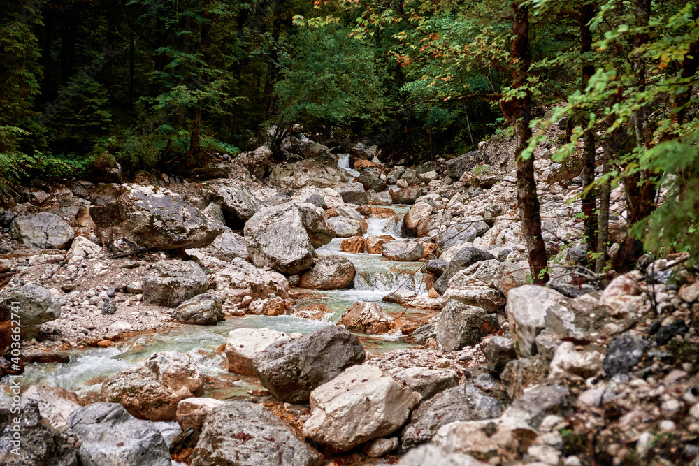 rocks in the forest rocks in the forest