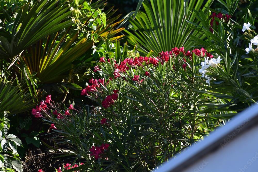 palm tree with green large leaves in the southern city
palm tree with green large leaves in the southern city