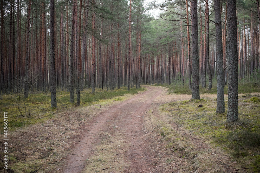 Fototapeta premium A curved path through pine forest
