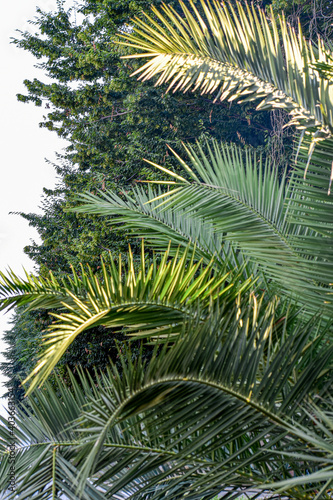 palm tree with green large leaves in the southern city 