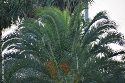 palm tree with green large leaves in the southern city 