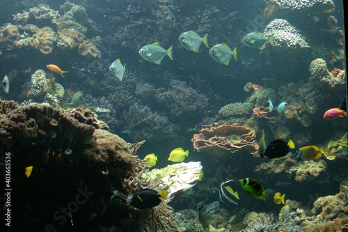 Fototapeta Naklejka Na Ścianę i Meble -  An exotic aquarium full of tropical fish, corals, sponges and plants