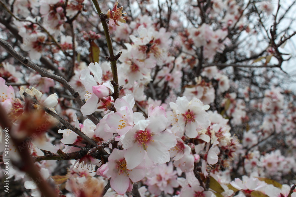 Flor de almendro