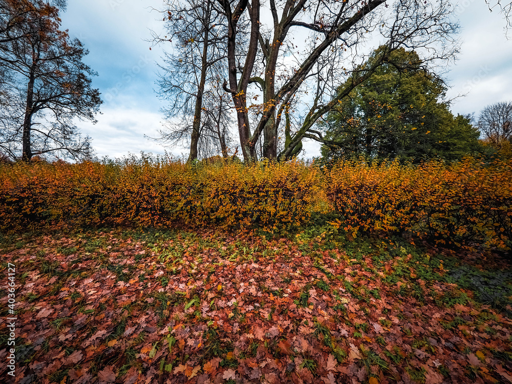 autumn in the park autumn in the park